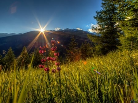 Spring meadow on Mountain - flowers, trees, nature, spring, meadow, mountain, sun