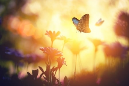 ♥ - butterfly, plants, animal, nature