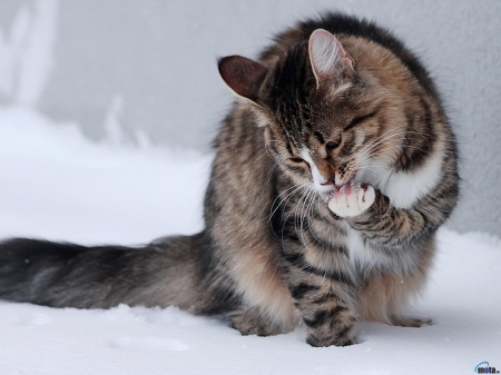 Cat in the Snow - cat, animal, winter, snow