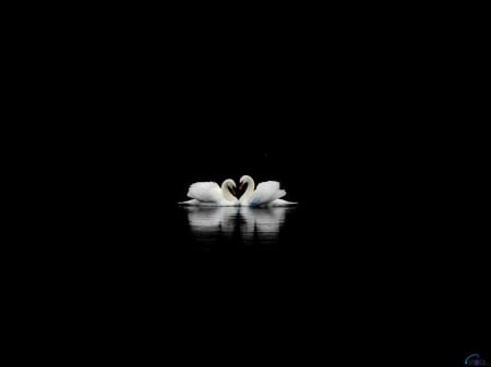 A Pair of Swans - black, clean, birds, animal, swan, reflection