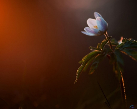 Pale Blue Flower - nature, pale, petals, blue, flowers, leaf