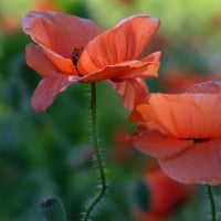 Blooming Poppies