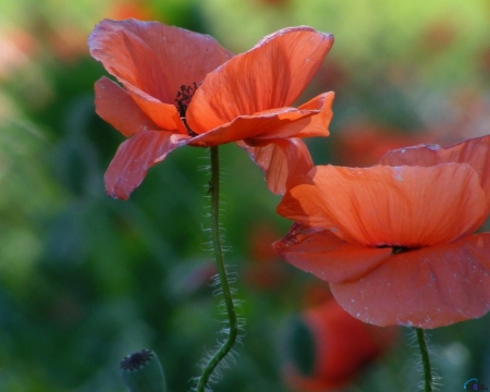 Blooming Poppies - flowers, poppy, nature, red