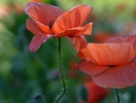 Blooming Poppies