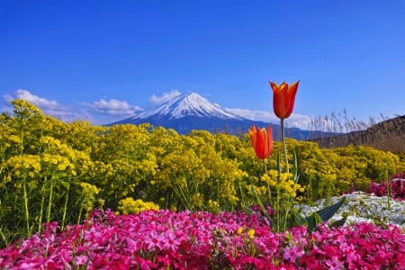 Spring in Japan - volcano, Japan, beautiful, landscape, spring, freshness, mountain, wildflowers, view, sky