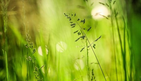 A blande of grass - reflections, bokeh, summer, green, a blade of grass, grass, meadow