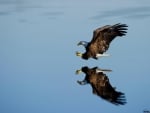 Flying Bald Eagle over Water