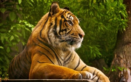 Tiger - tiger, animals, wild, cat