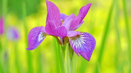 Beautiful Flower - flowers, petals, nature, bloom