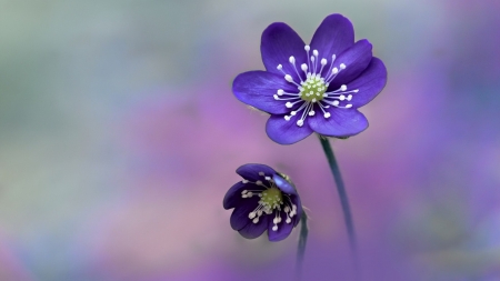 Beautiful Flowers - bloom, flowers, nature, purple