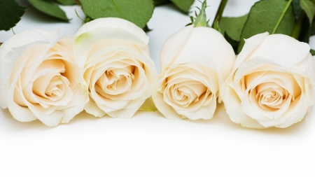 White Roses - flowers, roses, petals, nature