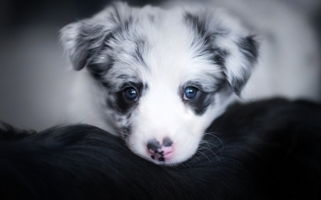 Puppy - animal, cute, black, caine, sweet, puppy, ciri, white, australian shepherd, blue eyes, dog