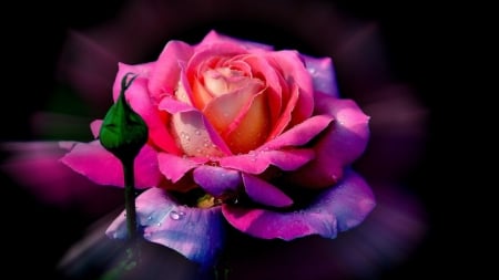 Beautiful Rose