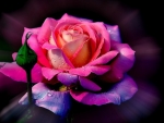 Beautiful Rose