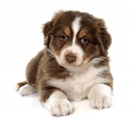 Puppy - white, caine, australian shepherd, brown, puppy, dog, animal, cute