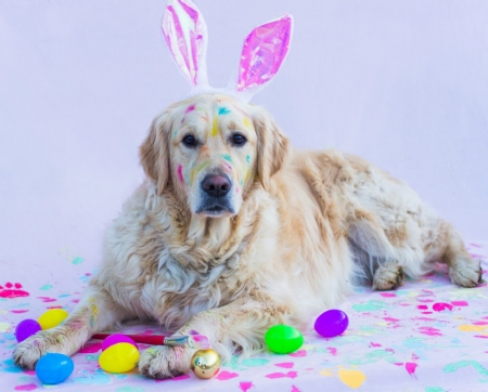 Happy Easter! - ears, dog, bunny, easter, colorful, animal, funny, cute, caine, egg