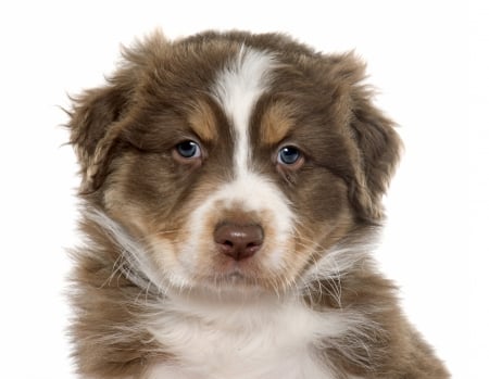 Puppy - white, caine, australian shepherd, brown, puppy, dog, animal, cute