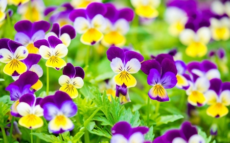 Pansies