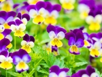 Pansies