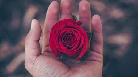 For you! - trandafir, hand, red, valentine, rose, flower