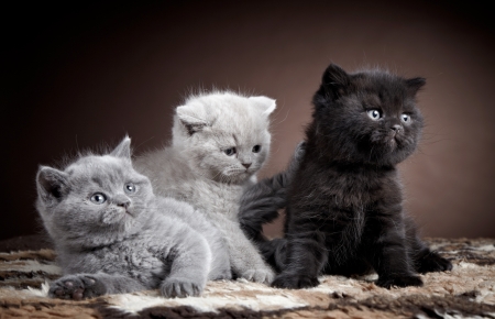 Kittens - trio, grey, cat, animal, cute, black, pisica, kitten