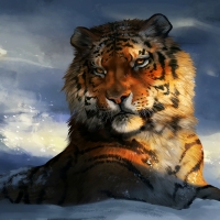 Siberian tiger