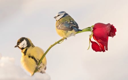 Birds - trandafir, blue tit, winter, rose, pasare, bird, yellow, red, flower