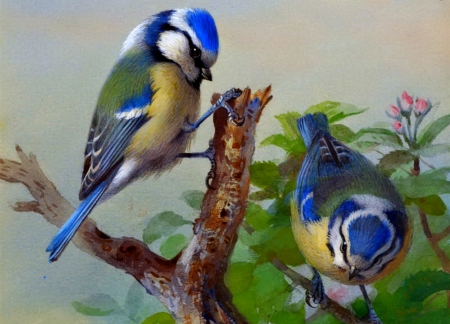 Birds - pitigoi, couple, branch, rosemary millette, bird, painting, blue, pictura, green, titmouse, cute, tit