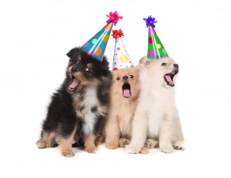 Happy Birthday! - hat, dog, sweet, birthday, party, animal, funny, cute, caine, puppy, trio