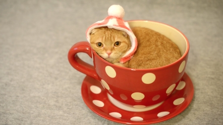 A cup of kitten - cat, hat, funny, pisica, cup, white, red, animal, dot, cute