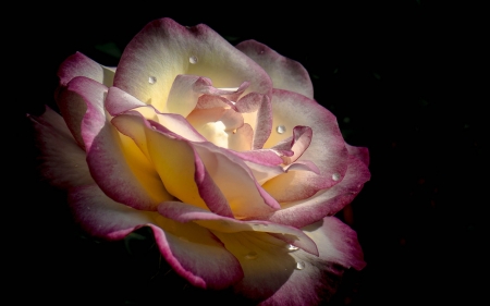 Pretty Rose - nature, pretty, rose, flower