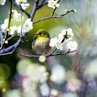 Sweet little Bird