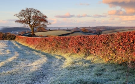 First Snow - clouds, hedge, landscape, tree, sky