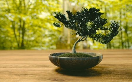 Bonsai - bonsai, tree, plants, nature