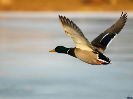 Flying Duck - duck, birds, animal, wings, flying