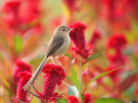 The Gray bird in Red Flowers - animal, flowers, grey, bird