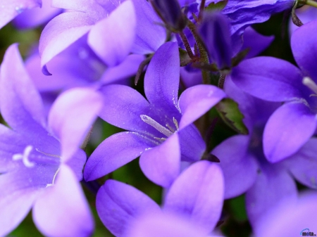 Blue Bells - petals, bells, flowers, macro, nature, blue