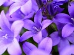 Blue Bells