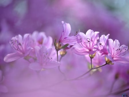 Flowers of Rhododendron