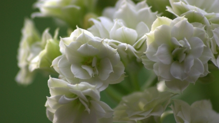 Lovely Flowers - flowers, white, petals, nature