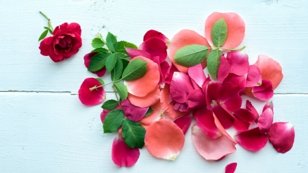 Rose Petals - flowers, petals, rose, wood