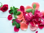 Rose Petals