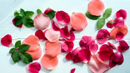 Rose Petals - flowers, rose, petals, wood