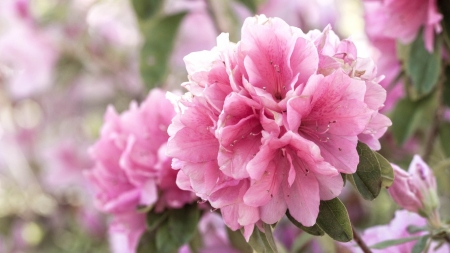 Beautiful Flowers - bloom, flowers, nature, pink