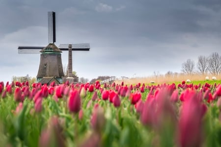 Dutch Spring - blossoms, field, tulips, windmill