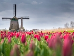 Dutch Spring