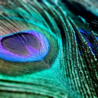 Peacock feather