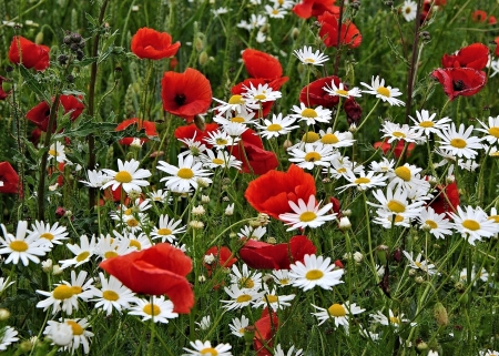 Papavers and Chamomiles - chamomile, pretty, papaver, flower