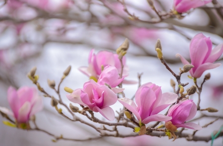 Magnolia - magnolia, branch, spring, flower, pink