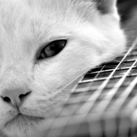 Cat and guitar